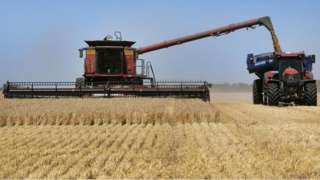 Barley being harvested in Australia.