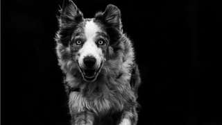 Collie dog