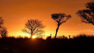 Deer