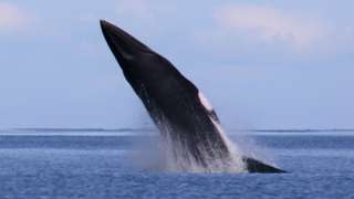 Minke whale breaching off the Isle of Man
