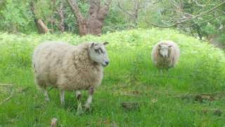 Sheep trial