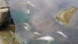 Dead fish in a river