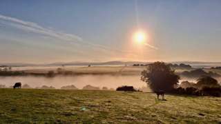 Cows standing in a misty field
