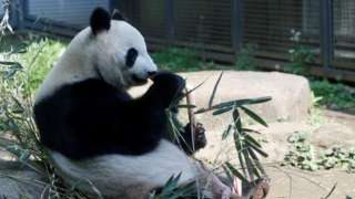 Image shows the giant panda Shin Shin