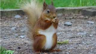 A squirrel eating in Swaledale in the Yorkshire Dales National Park