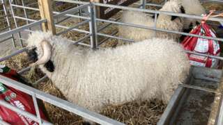 Ram in pen at Royal Welsh Show