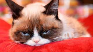 Grumpy cat - a gatinha com cara de mau humor