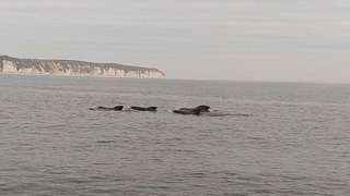 Whales in sea off Flamborough Head