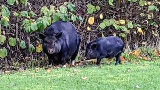 Pigs in grounds of cemetery