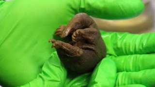 An echidna specimen in a man's gloved hand