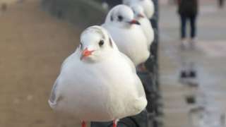Gulls standing in a row on a fence by Cleethorpes Beach in Lincolnshire