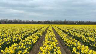 A field of daffodils
