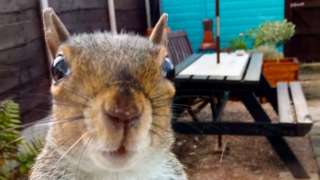 A squirrel with a paw on glass looking into the camera