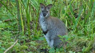A wallaby in Ballaugh