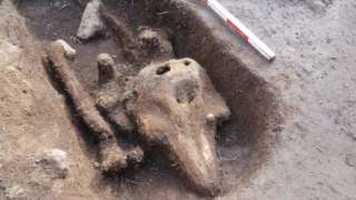Porpoise remains discovered in a what appears to be a cut out grave