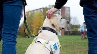 A guide dog in harness