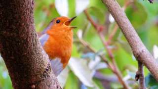 A Robin on a branch