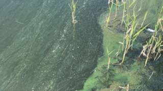 Blue-green algae on waterway
