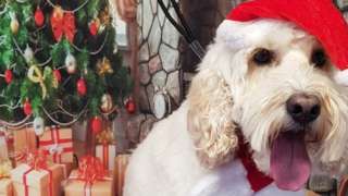 A festive dog