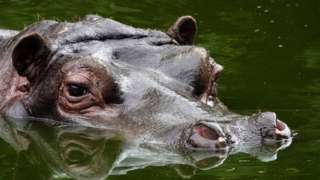 Picture of hippo at Antwerp Zoo, Belgium