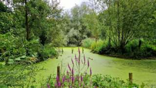 Green algae on a lake