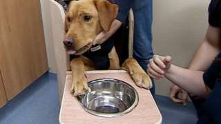 'I've never seen a Labrador that thin before'