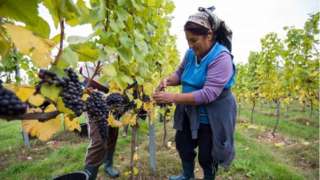 Vineyard in Hampshire
