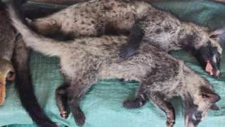 Civet cats sold in a market in Khammouane province of Lao PDR