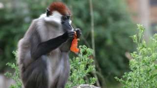 Endangered cherry-crowned mangabey monkeys