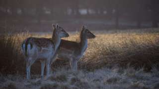 Deer standing in a field at sunrise