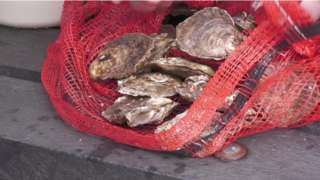 oysters