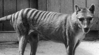 Image shows Tasmanian Tiger