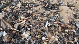 Dead shellfish on beach
