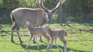 Pere David deer at Whipsnade Zoo