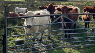 Cows behind a metal gate in Martindale in Cumbria's Lake District