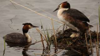 Great Crested Grebe nesting in Norfolk