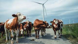Cows walking between wind turbines in Norway