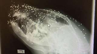 X-ray of shot dog