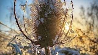 Frost on a plant at sunrise
