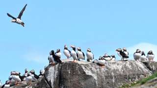 Puffins