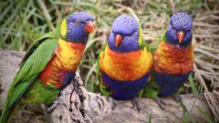 Three lorikeets