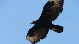 Verreaux's eagle