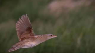 Corncrake in flight on Rathlin