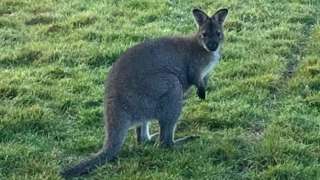 Ant, the wallaby