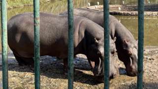 Hippos at Giza Zoo