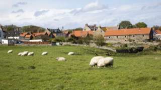 Sheep with village in background
