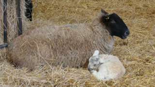 A lamb with its mum lying on hay