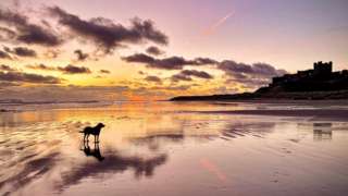 Dog Chief enjoying Bamburgh beach in Northumberland at sunrise