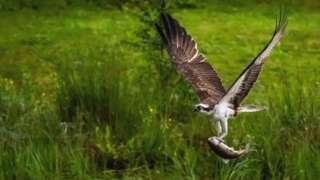 Osprey with trout at Aviemore