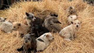 Dogs found at travellers' site